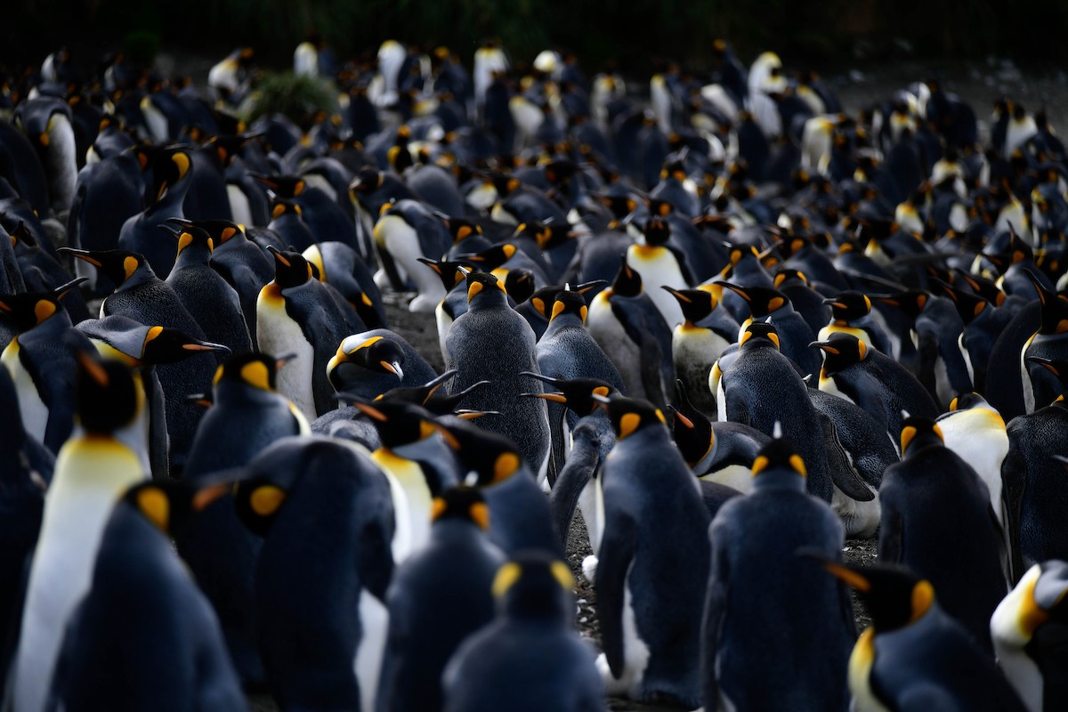 King Penguin - Kate Sutherland