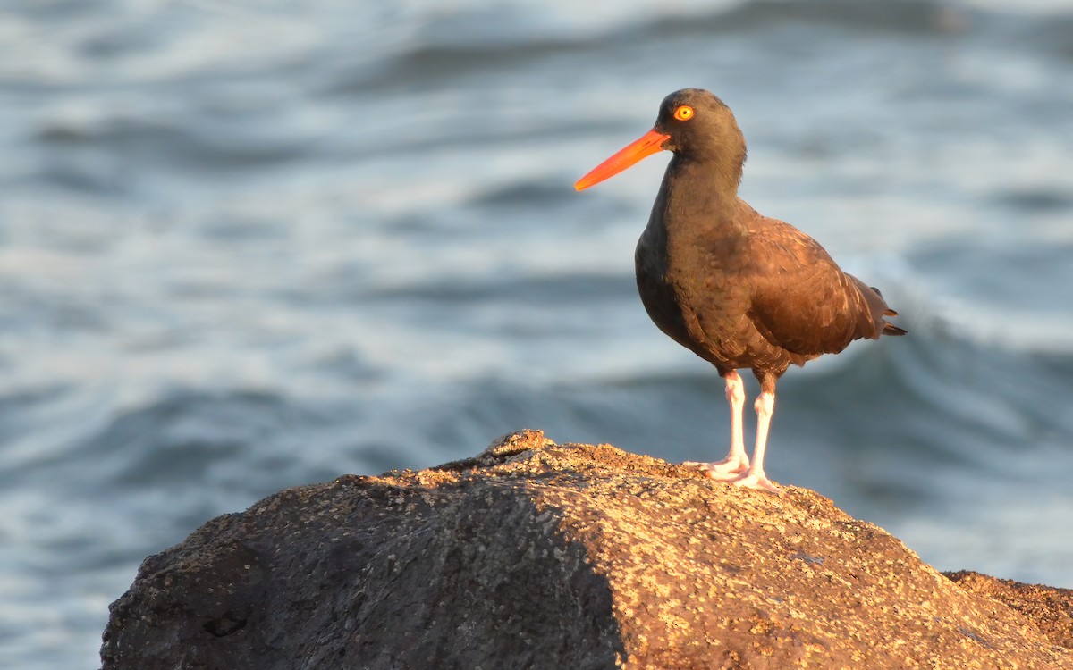 Black Oystercatcher - ML616430351