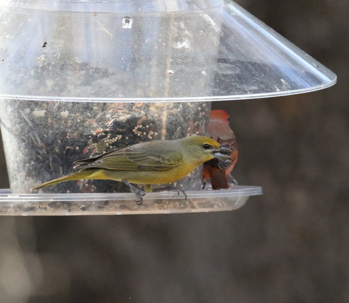 Hepatic Tanager - John Ward