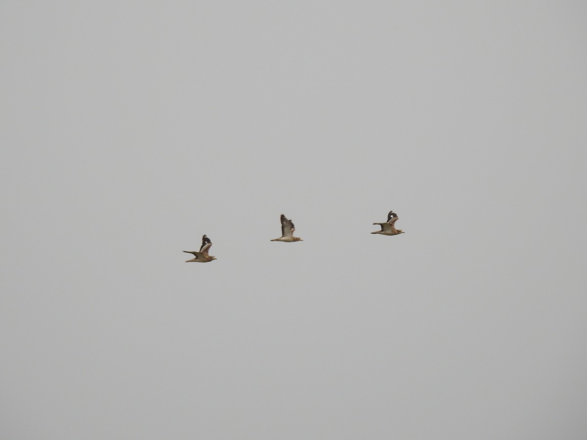 Eurasian Thick-knee - ML616430373