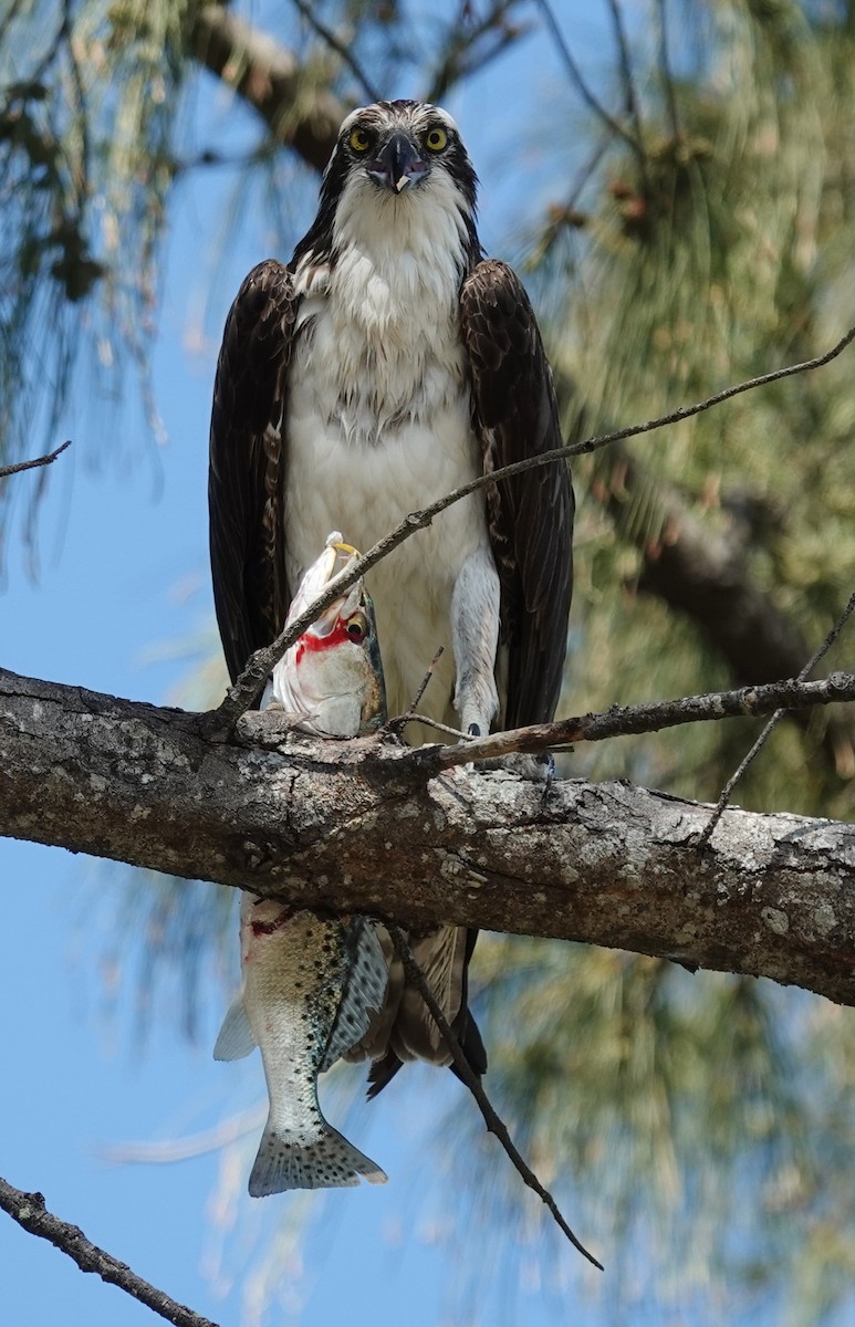 Osprey - Lilian Saul