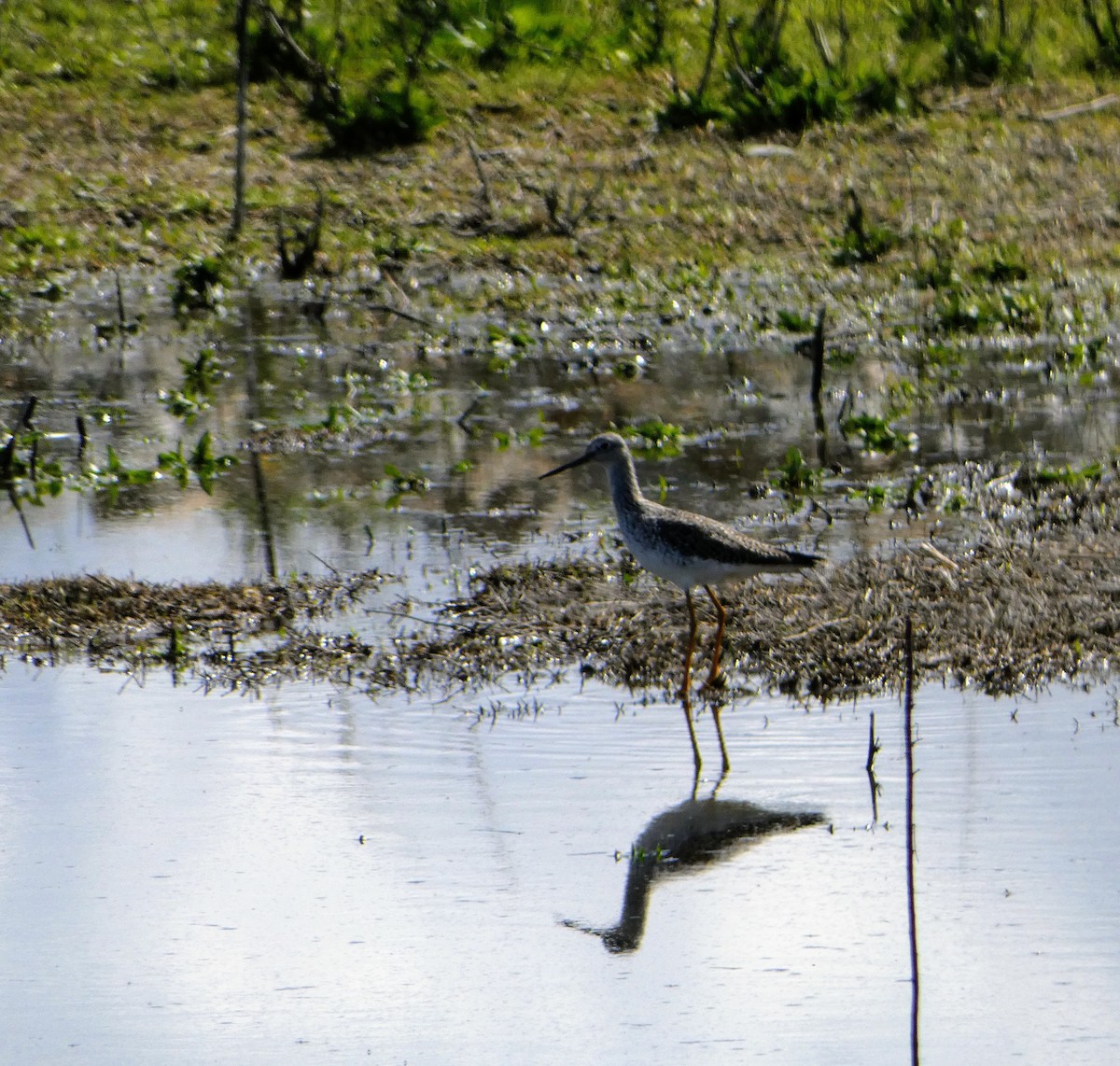 Kuliska hankahori handia - ML616430392