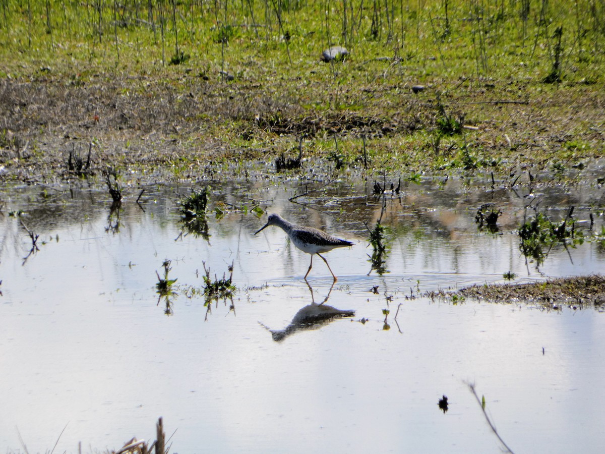 Greater Yellowlegs - ML616430393