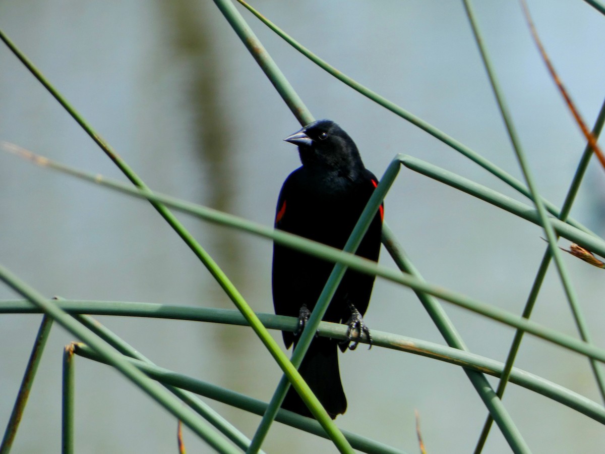 Red-winged Blackbird - ML616430411