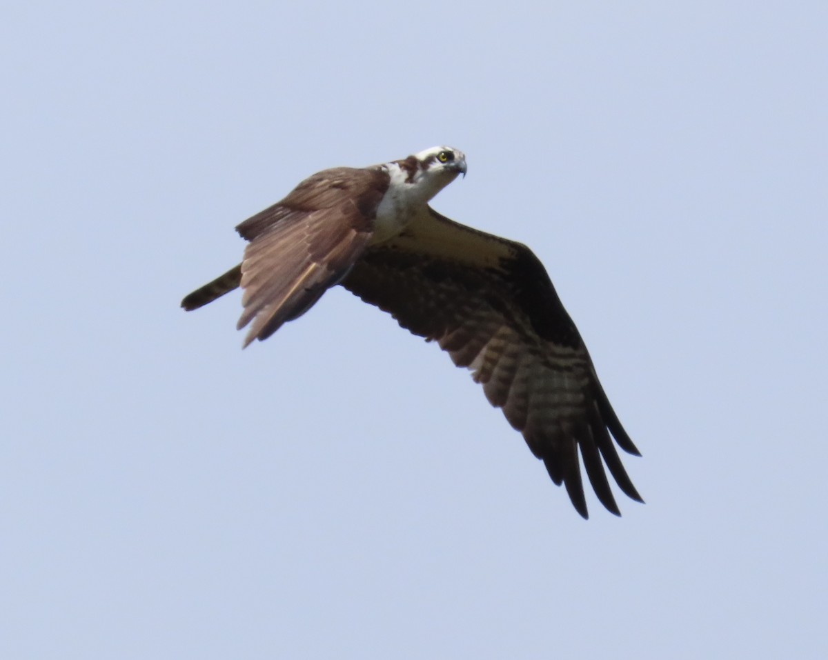 Osprey - ML616430417