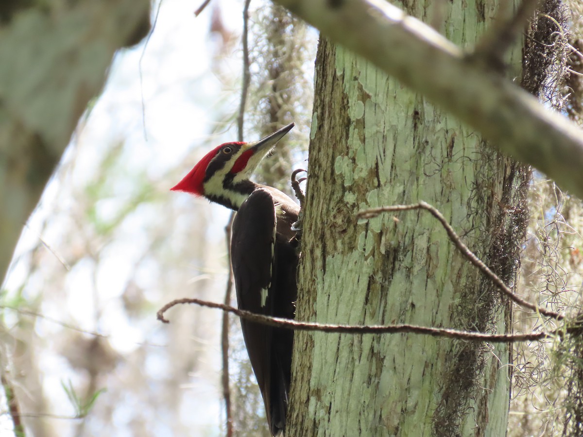 Pileated Woodpecker - ML616430467