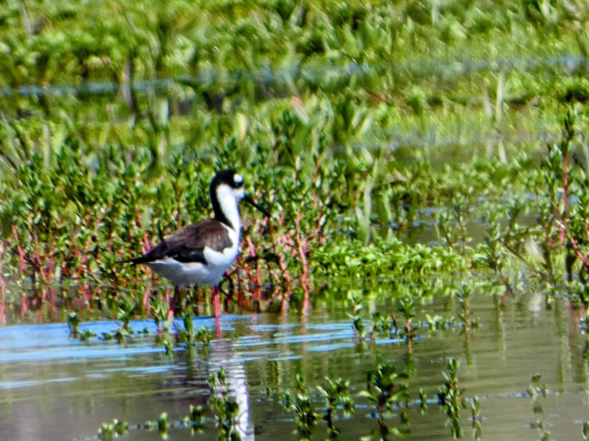 Black-necked Stilt - ML616430509