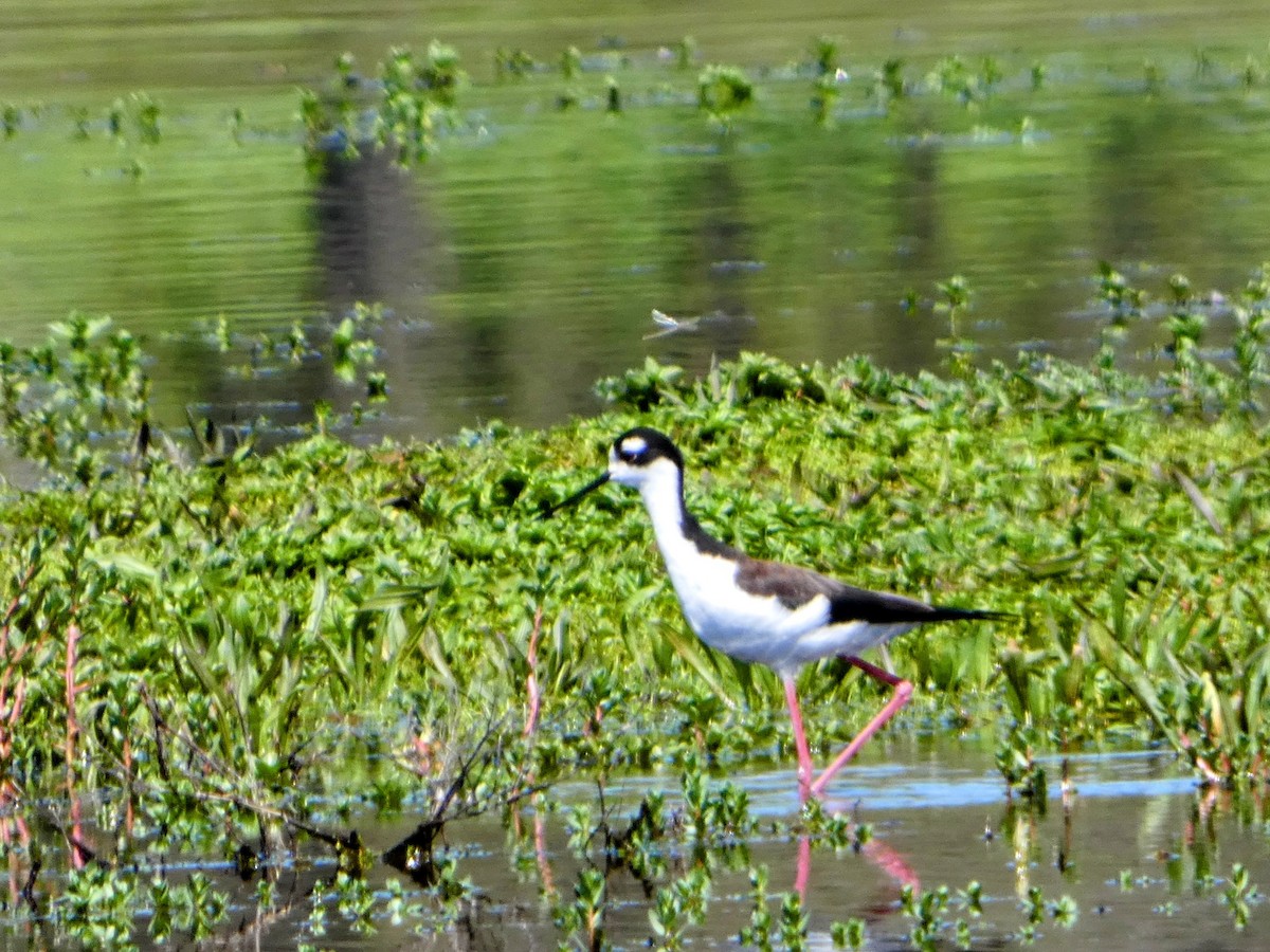 Black-necked Stilt - ML616430510