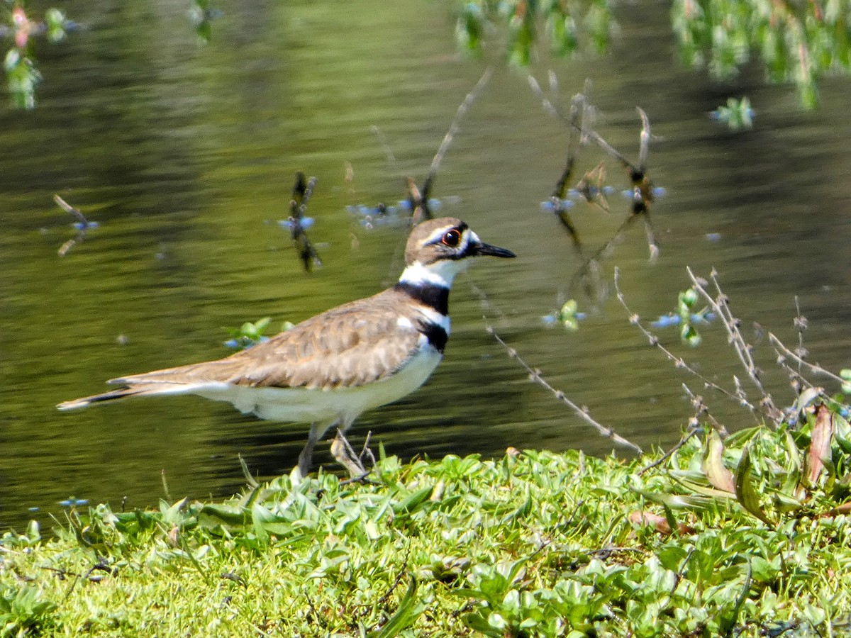 Killdeer - Sarah Leslie