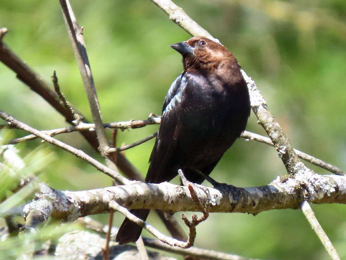 Brown-headed Cowbird - ML616430568