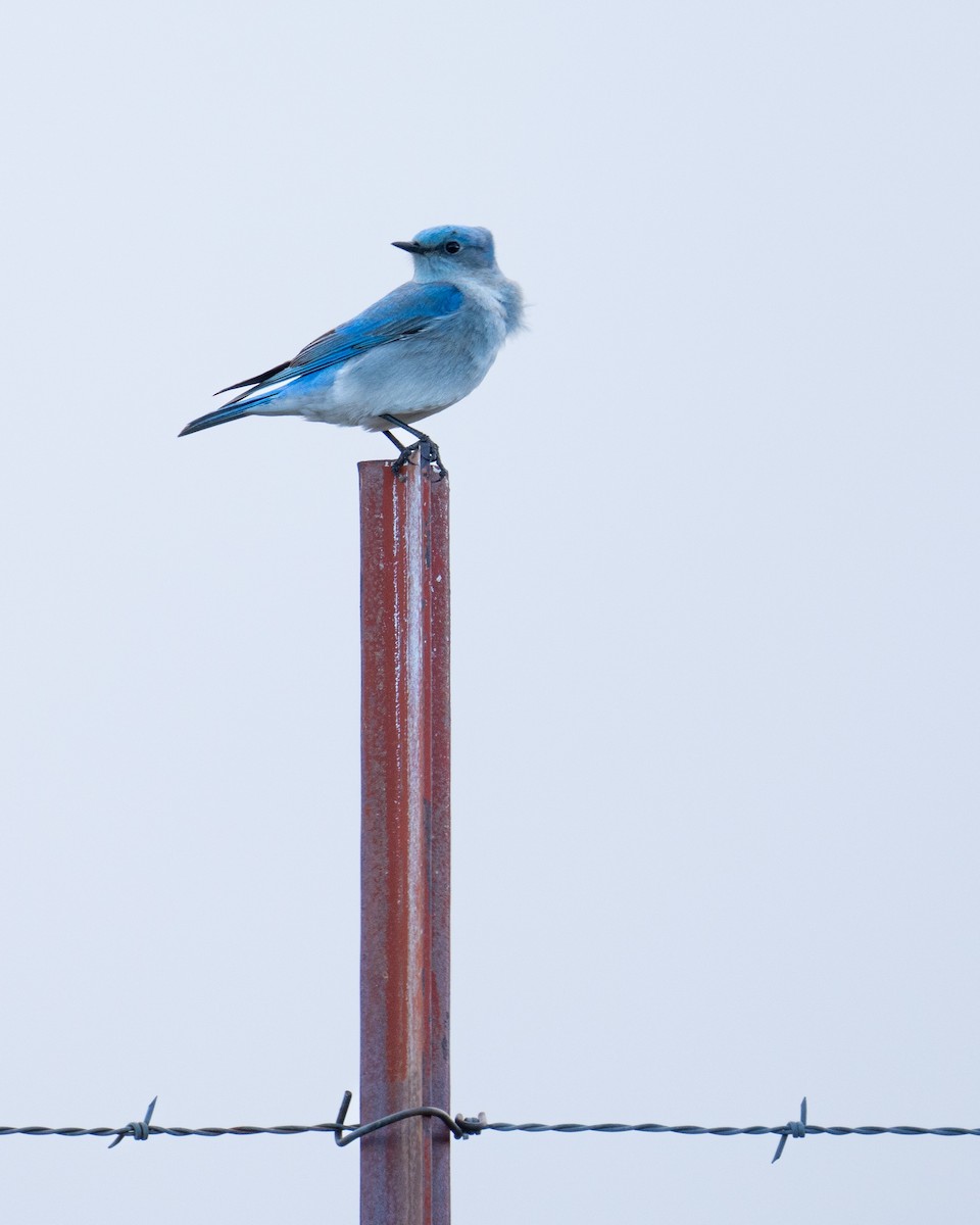 Mountain Bluebird - ML616430574