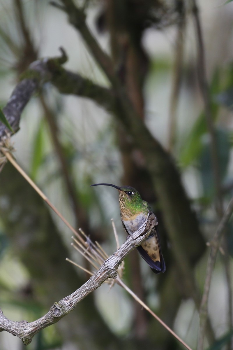 kolibřík aksamitový - ML616430602