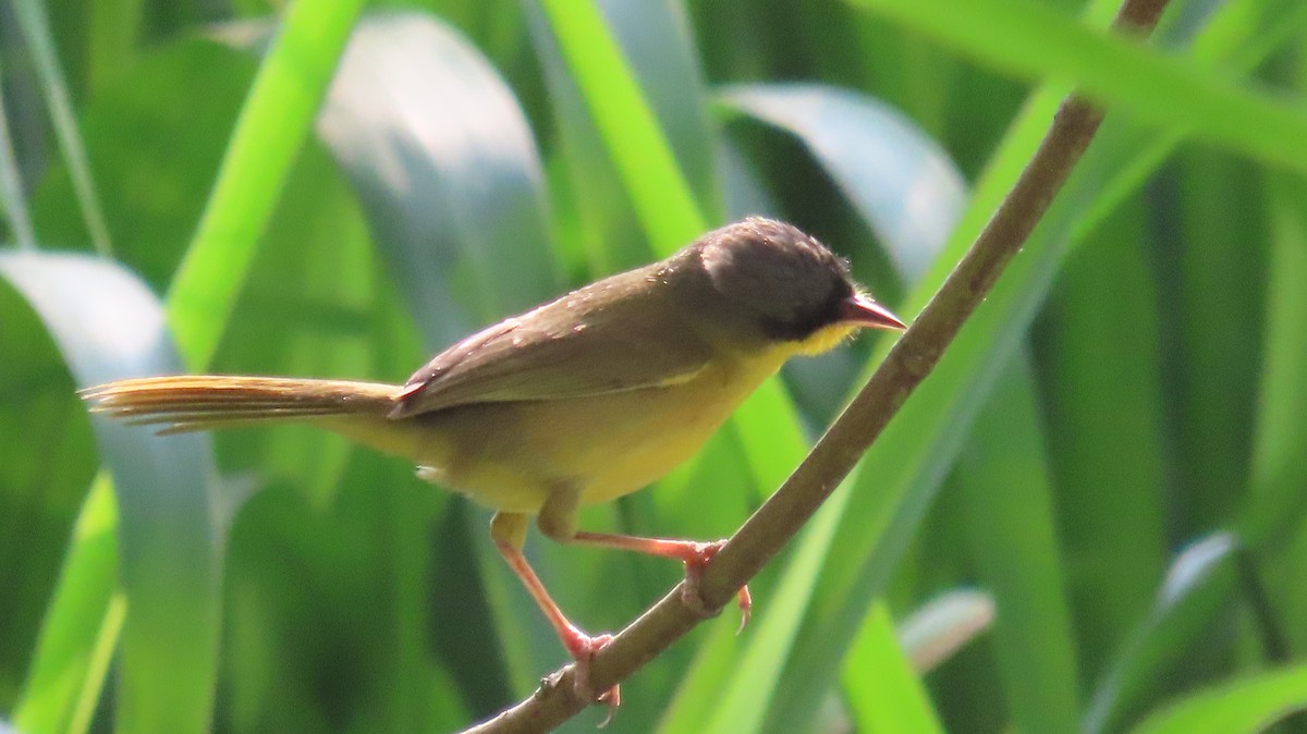 Gray-crowned Yellowthroat - Maryury  Gomez