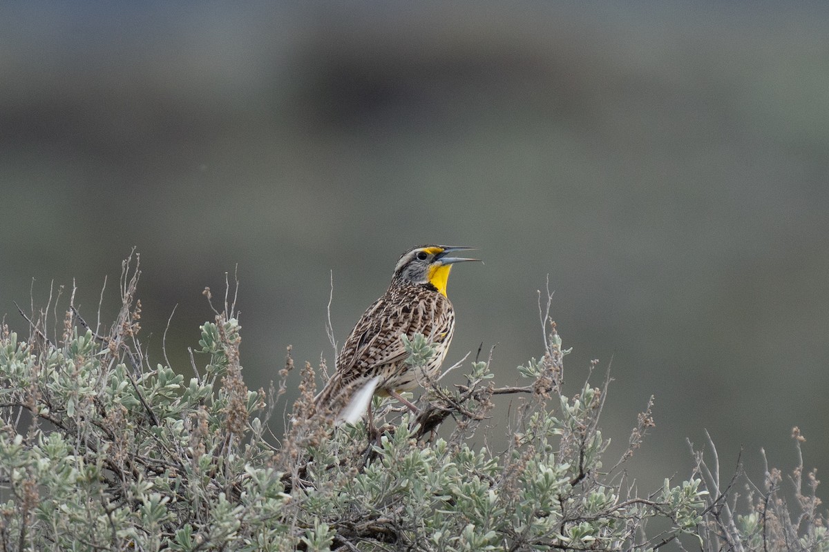 Western Meadowlark - Garrett  Kenny