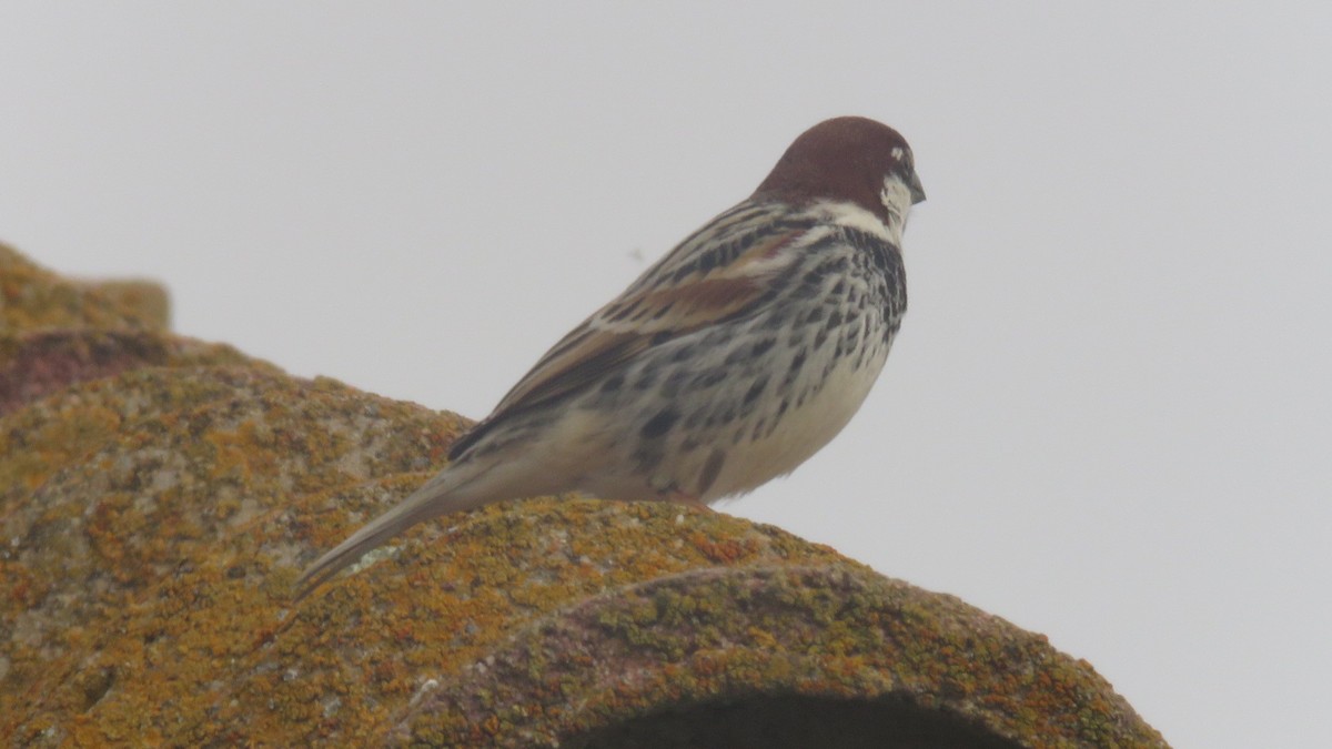 Spanish Sparrow - ML616430715