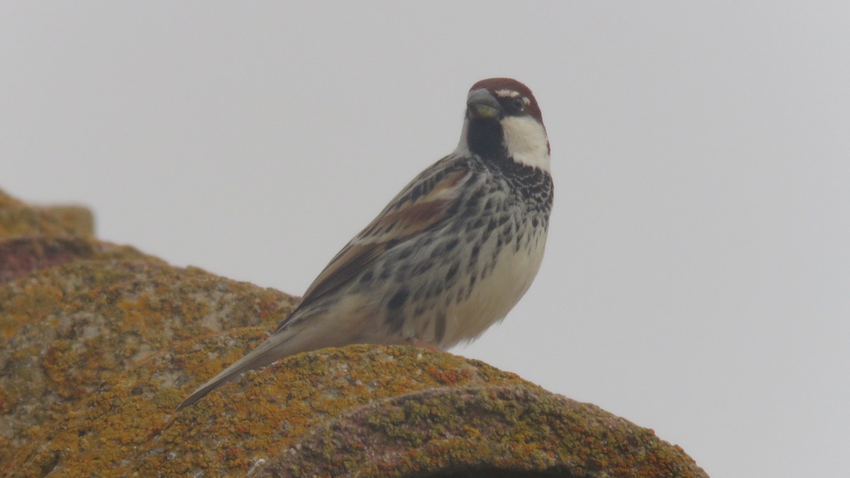 Spanish Sparrow - ML616430716