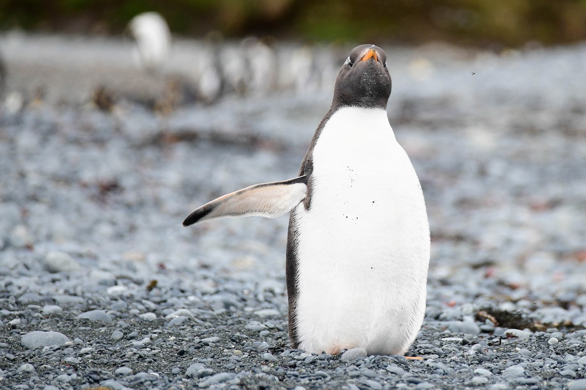 Gentoo Penguin - ML616430725