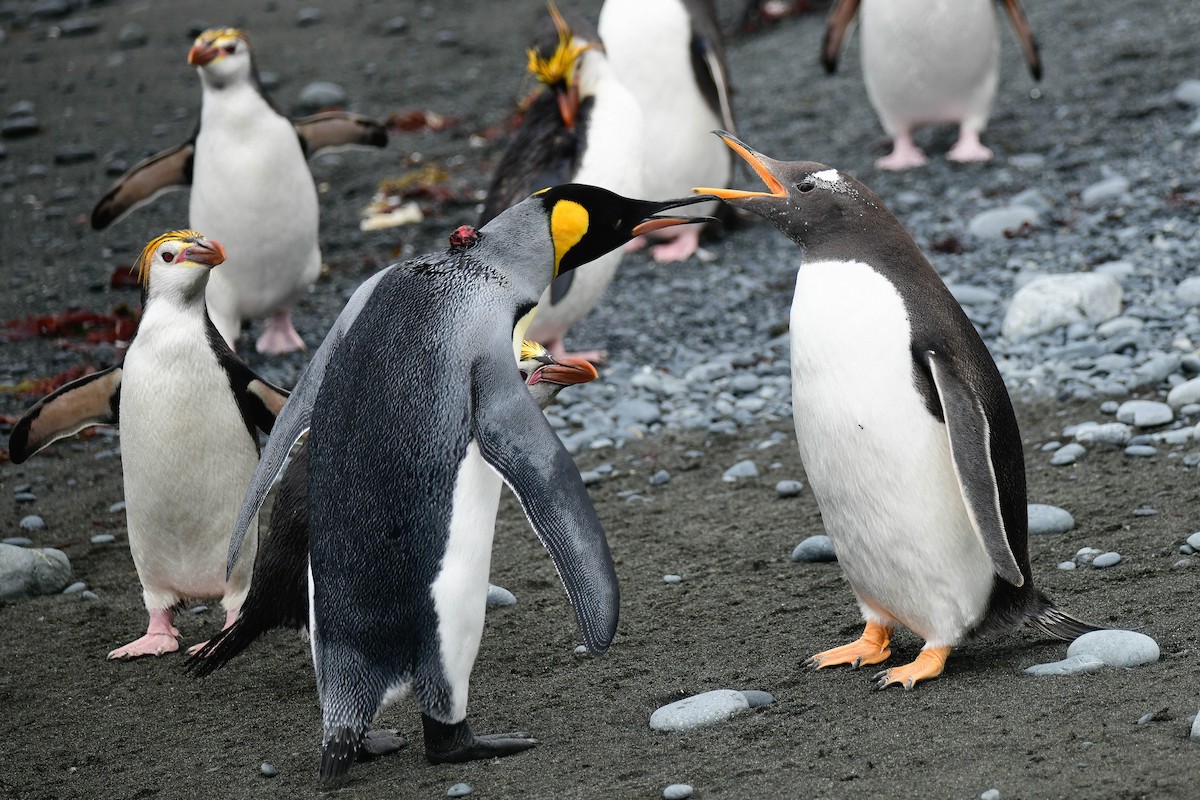 Gentoo Penguin - ML616430726