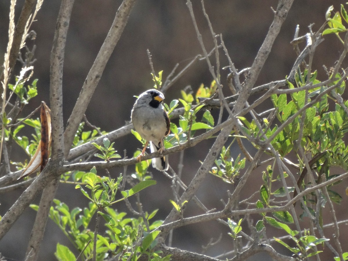 Great Inca-Finch - ML616430749