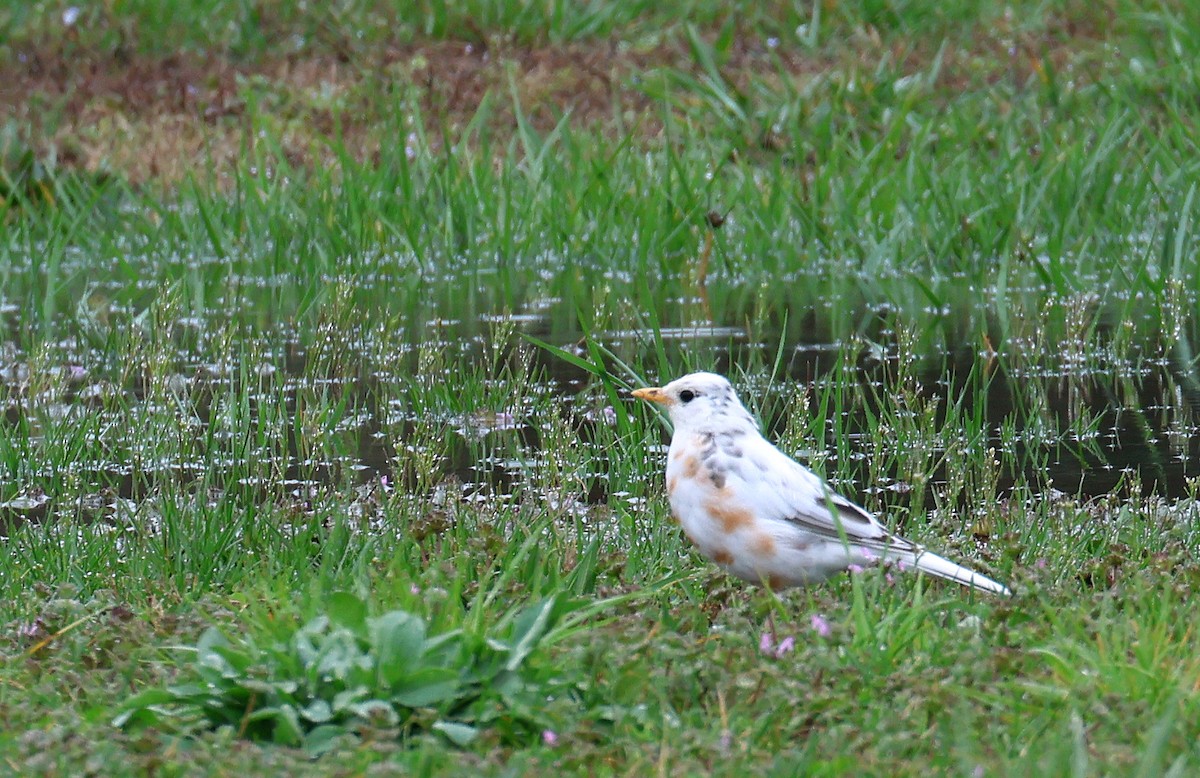 American Robin - ML616430776