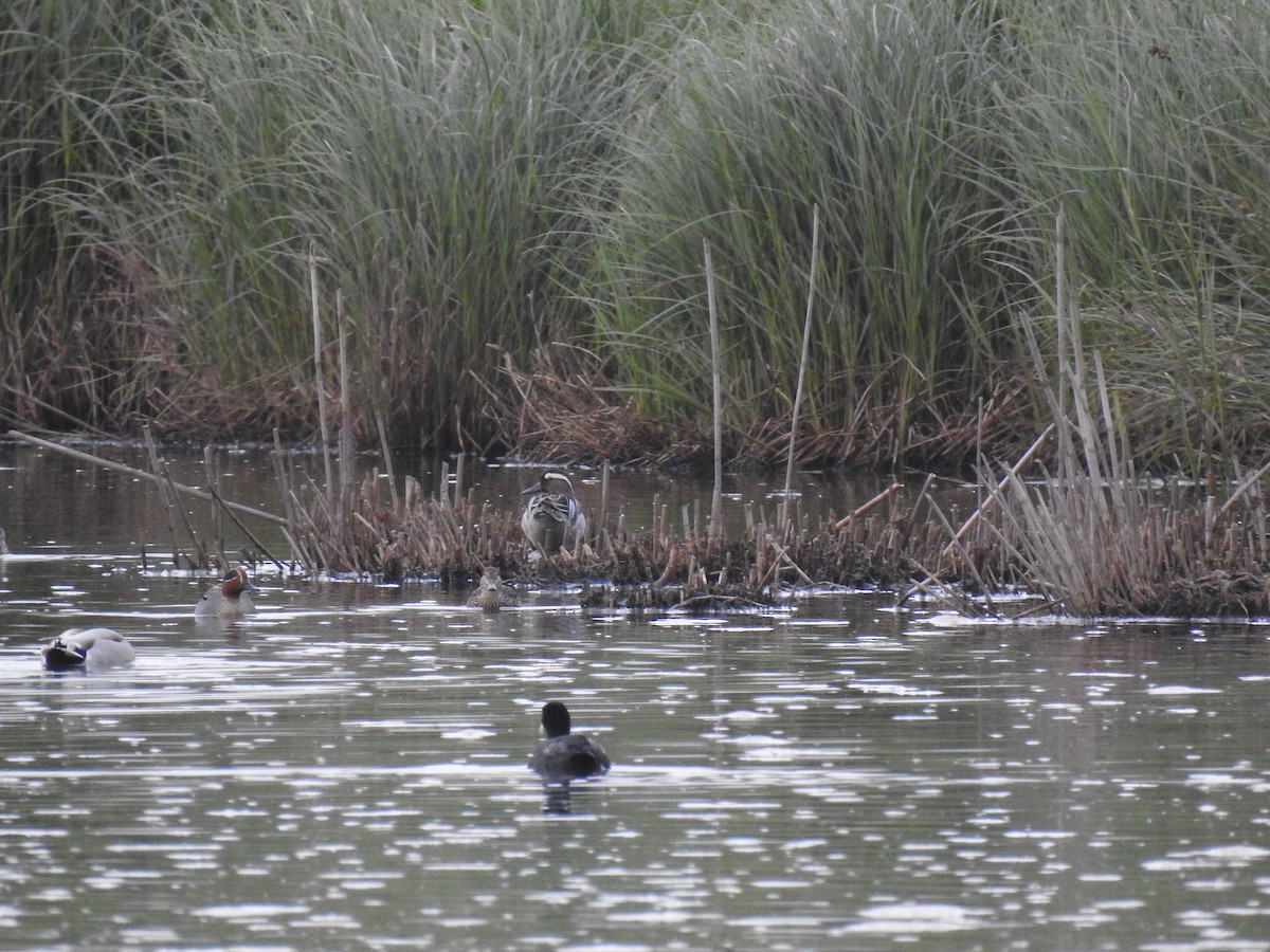 Garganey - ML616430778