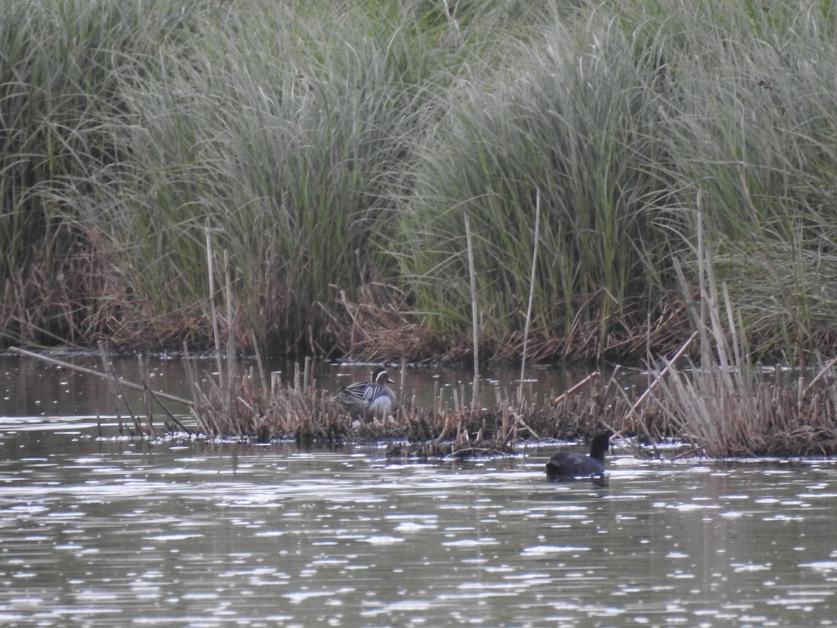 Garganey - Nelson Conceição