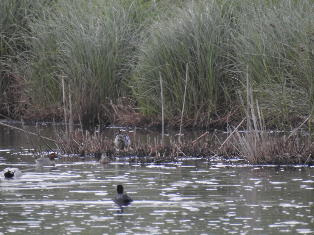 Garganey - ML616430782