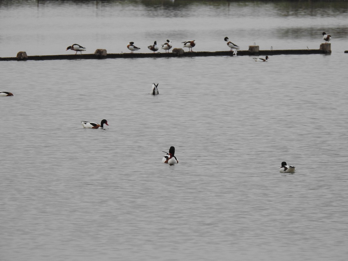 Common Shelduck - ML616430811