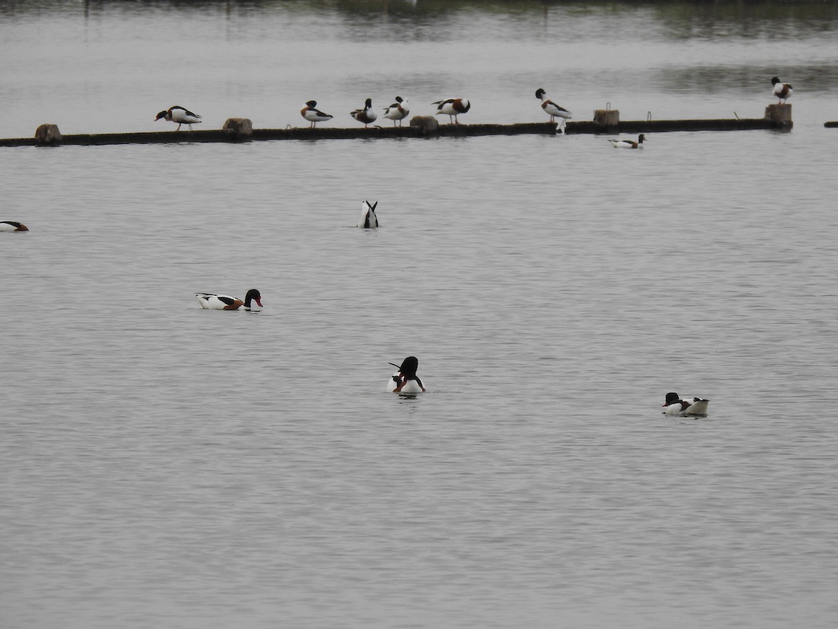 Common Shelduck - ML616430812