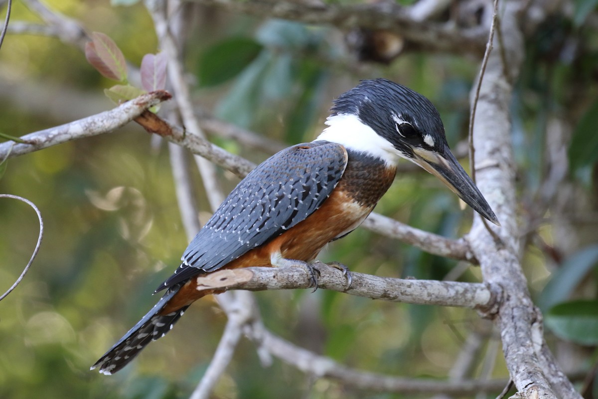 Ringed Kingfisher - ML616430823