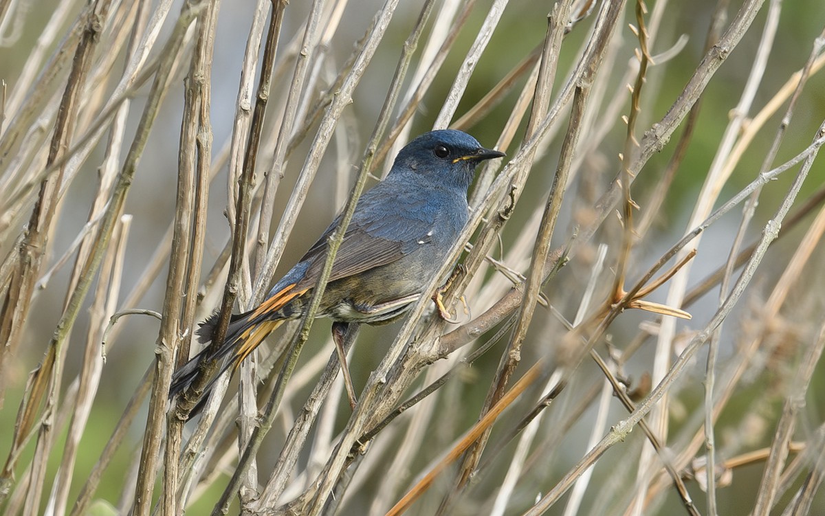 White-bellied Redstart - Sunil Kini