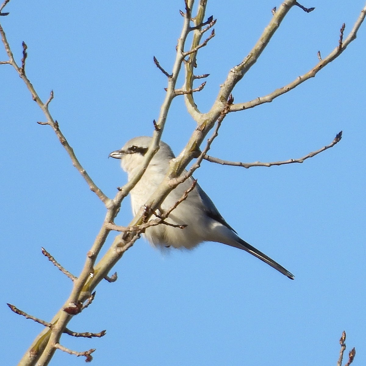 Pie-grièche boréale - ML616430840