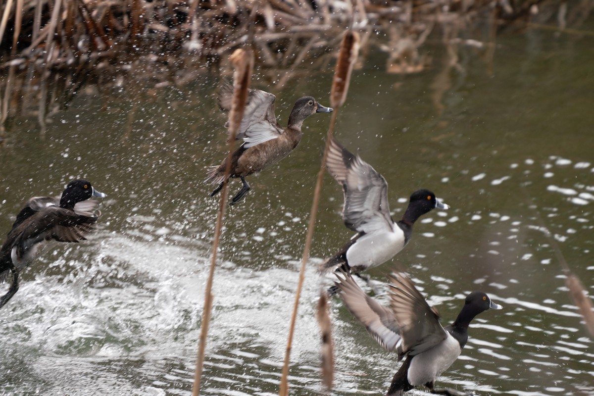 Ring-necked Duck - Garrett  Kenny