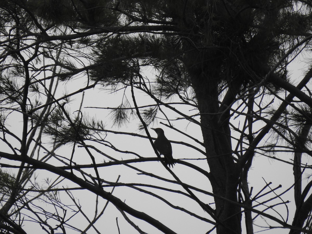 Iberian Green Woodpecker - ML616430863