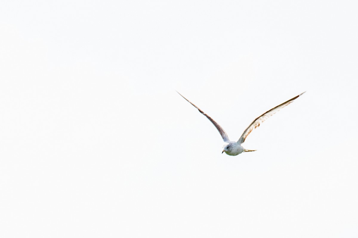 Ring-billed Gull - ML616430907