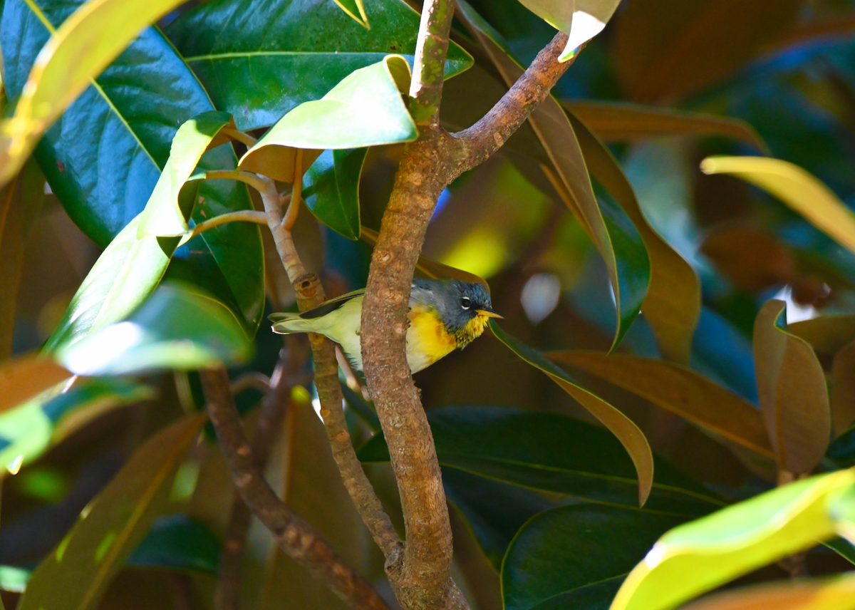 Northern Parula - ML616430972