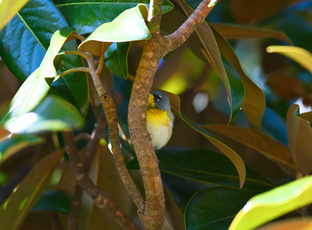 Northern Parula - ML616430973