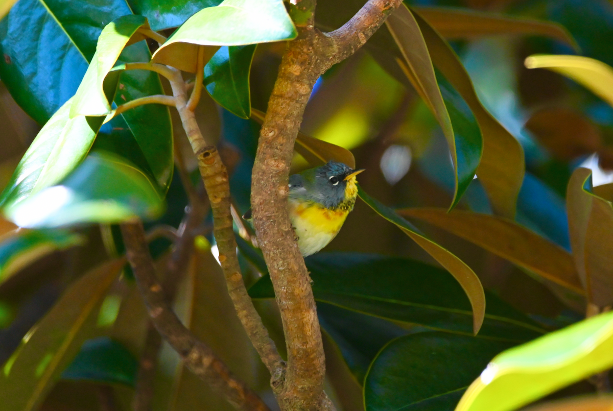 Northern Parula - ML616430978
