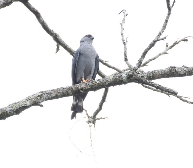 Plumbeous Kite - ML616431012