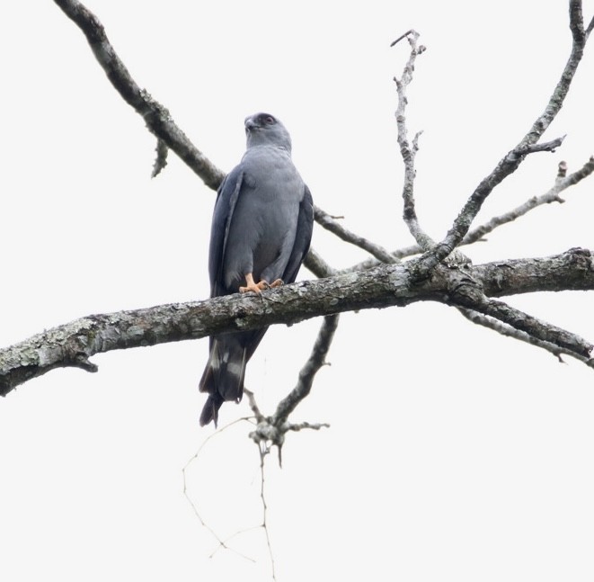 Plumbeous Kite - Raúl Obregón