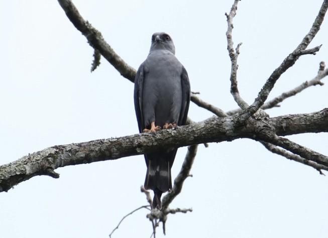 Plumbeous Kite - ML616431015