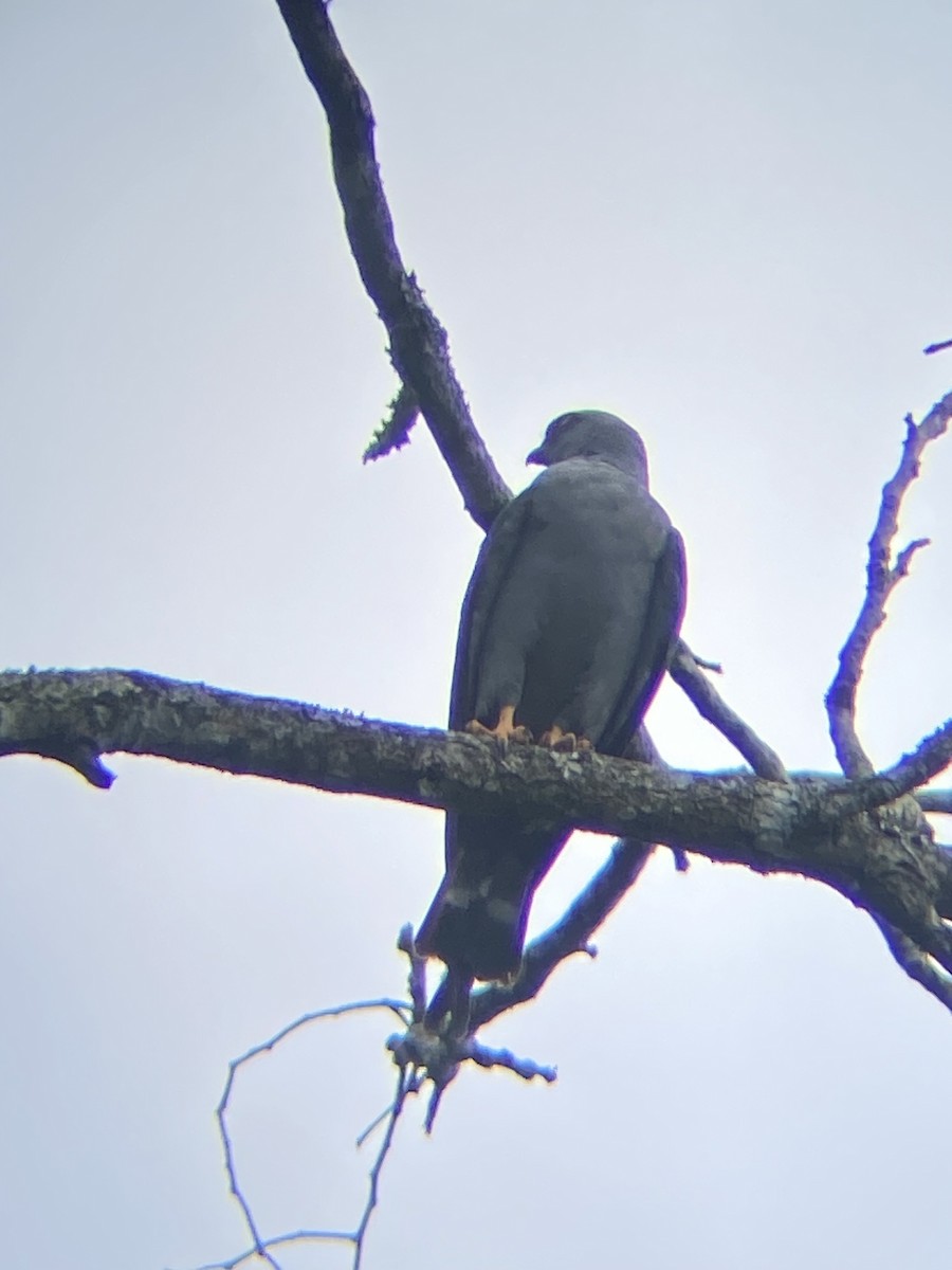 Plumbeous Kite - ML616431018