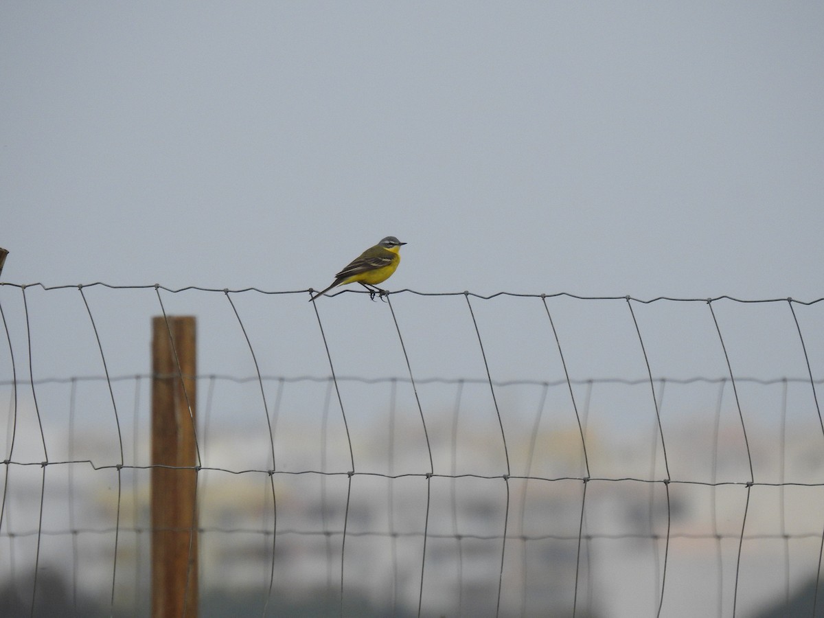 Western Yellow Wagtail - ML616431030