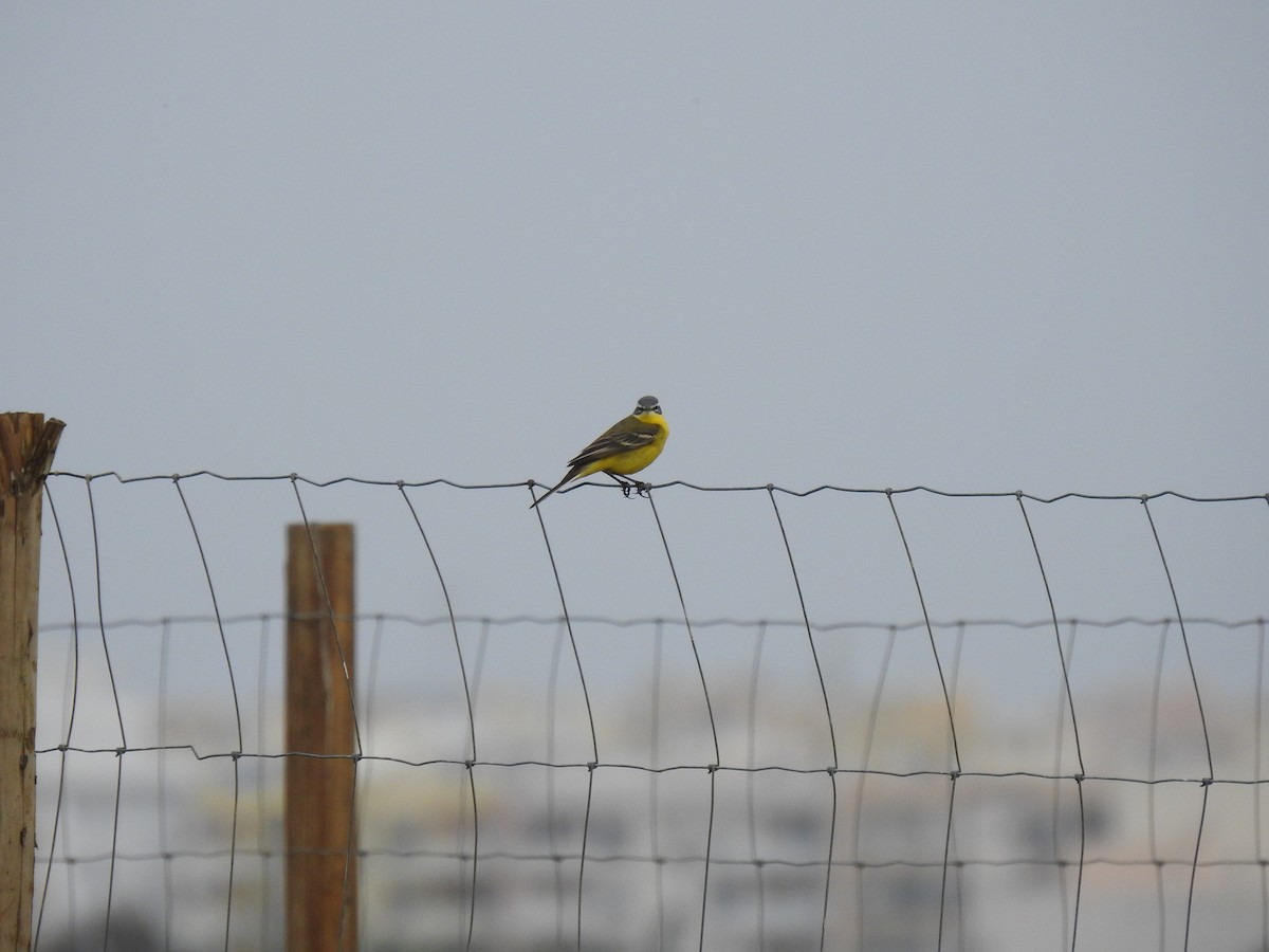 Western Yellow Wagtail - ML616431031