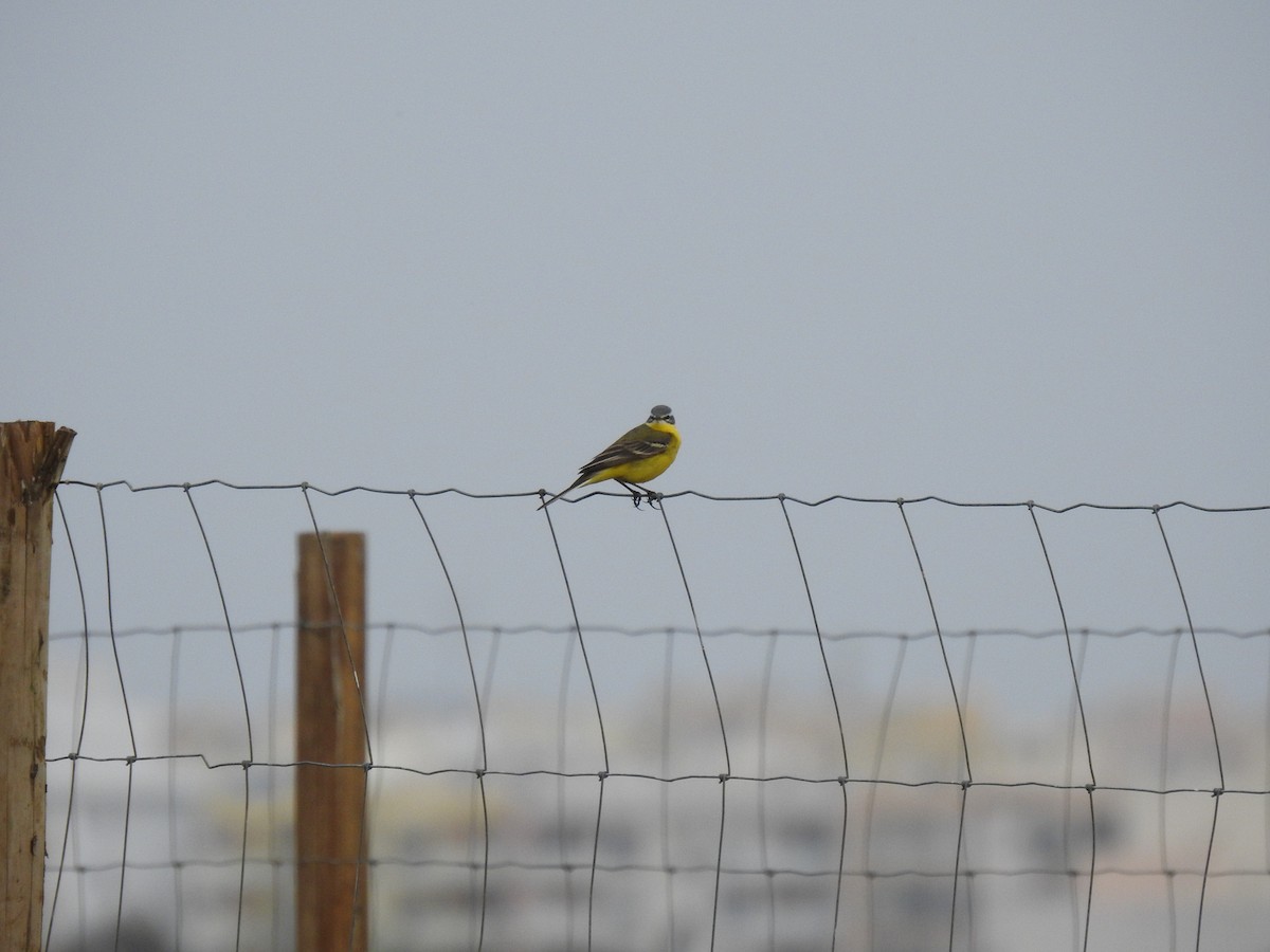 Western Yellow Wagtail - Nelson Conceição