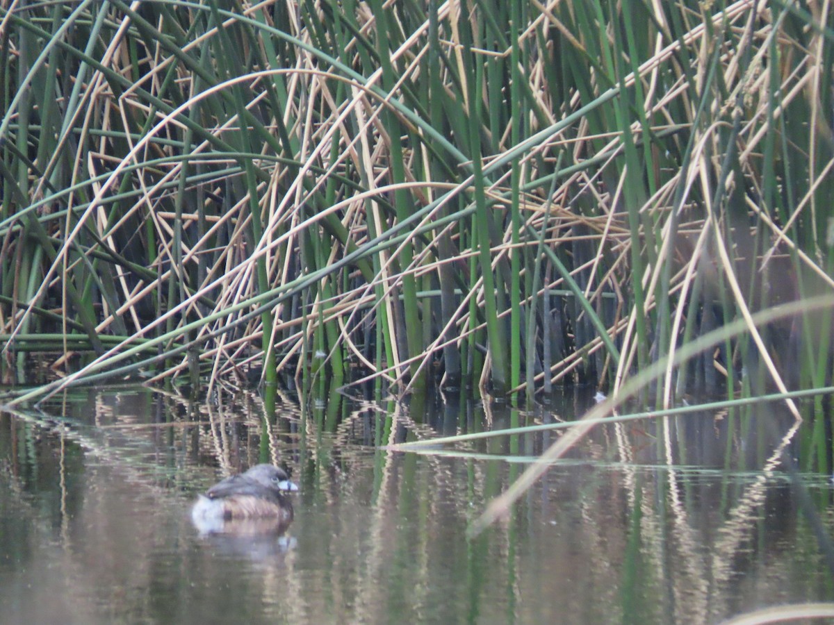 Pied-billed Grebe - ML616431046