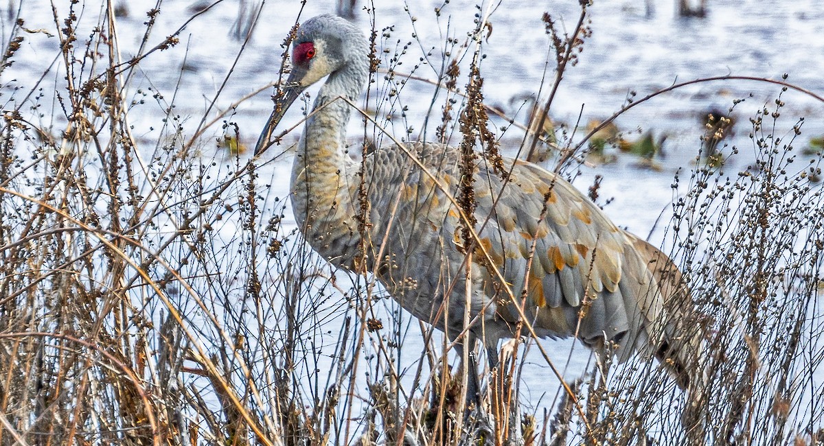 Sandhill Crane - ML616431047