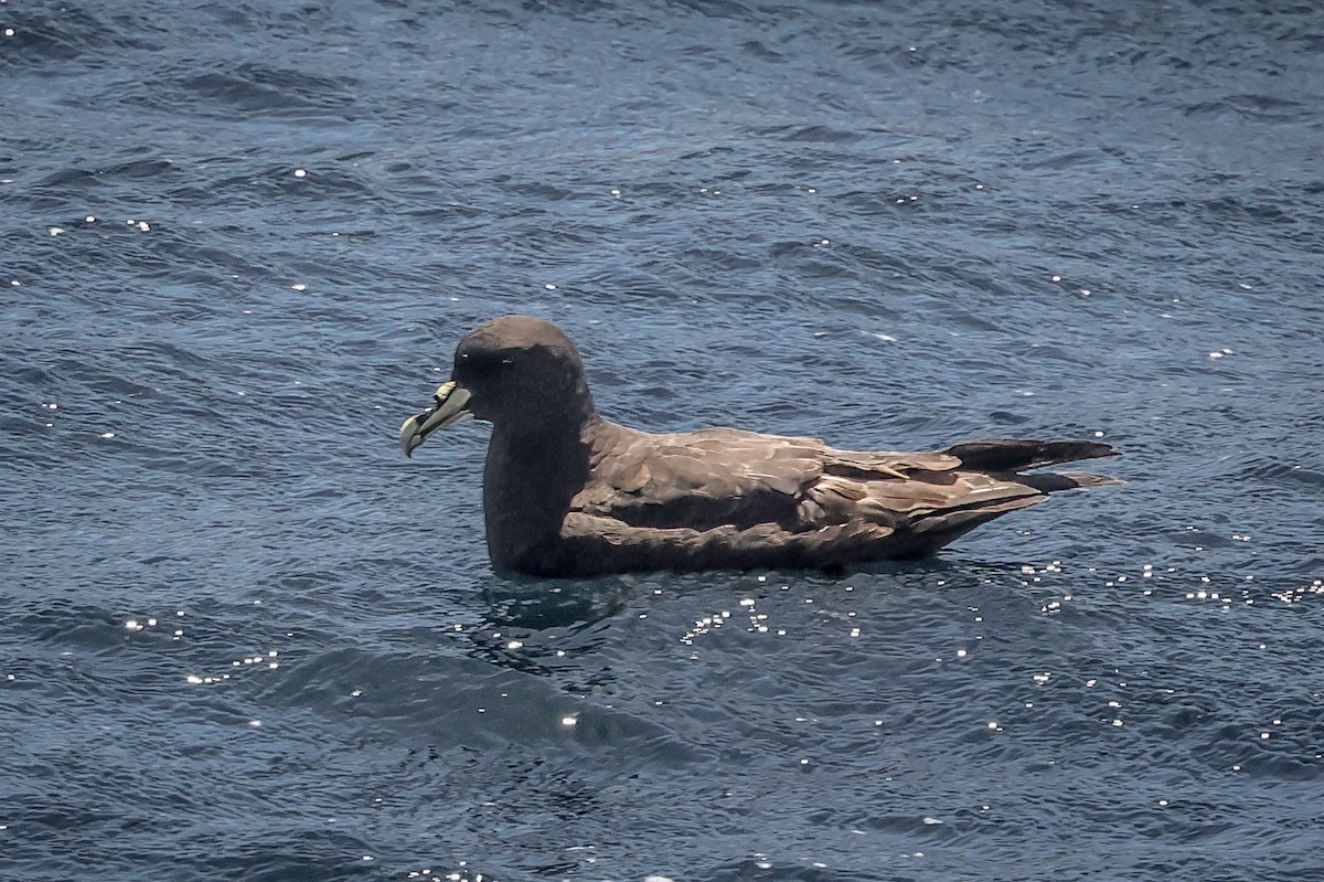 White-chinned Petrel - ML616431069