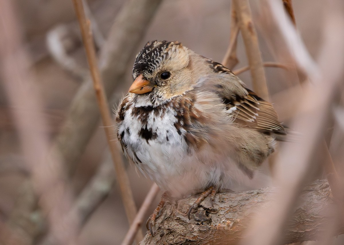 Harris's Sparrow - ML616431092