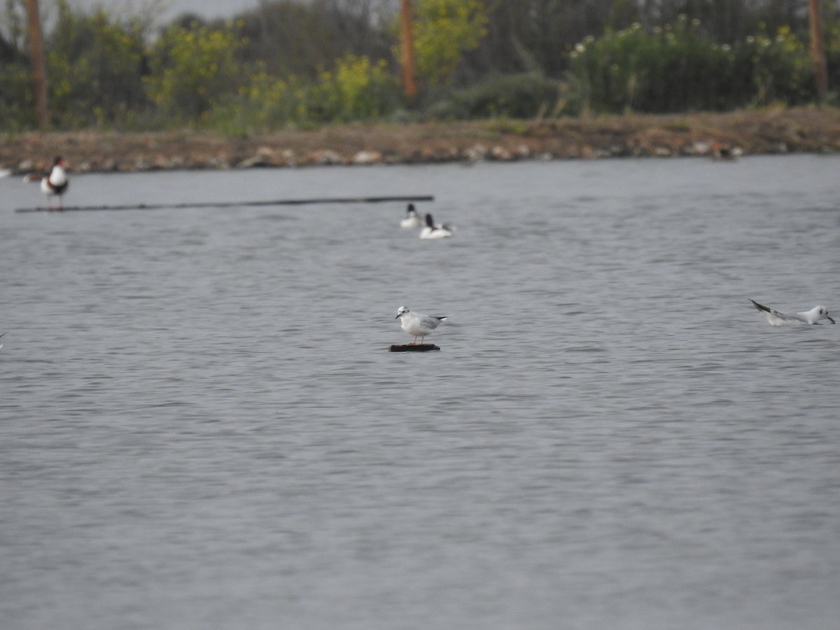 Little Gull - ML616431093